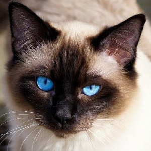 一朝思尽秦时月