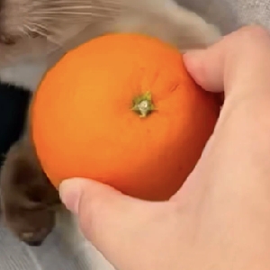 梦想飞上蓝天的猪